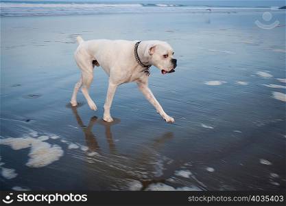 White boxer dog on beach looking sideways at camera, Venice Beach, California, USA