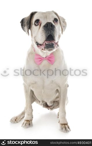white boxer in front of white background