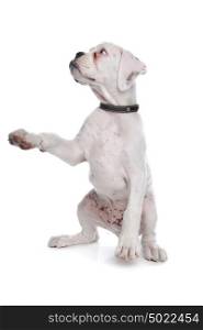 white boxer puppy. white boxer puppy in front of a white background