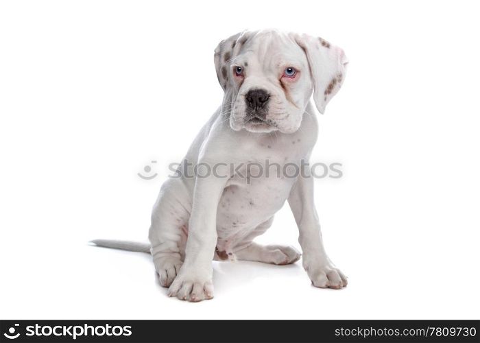 white boxer puppy. white boxer puppy in front of a white background