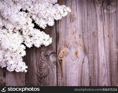 white branch of lilac blossoms on a gray wood background, empty space in the middle