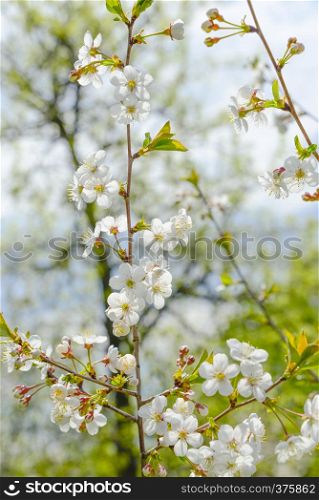 White branches of blossoming cherry in the spring garden against a blue sky with clouds. Spring floral background with flowers on sakura branches