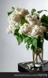 White branches of lilac in glass vase on gray background. Spring branch of blooming lilac on the table with gray background. Fallen lilac flowers on the table.