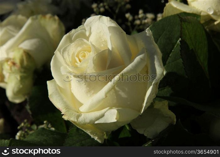 White, bridal rose in early morning sunlight