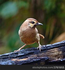 White-browed Laughingthrush (Pterorhinus sannio), uncommon species of Laughingthrush bird, standing on the log, breast profile, taken in Thailand