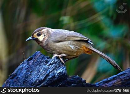 White-browed Laughingthrush (Pterorhinus sannio), uncommon species of Laughingthrush bird, standing on the log, side profile, taken in Thailand