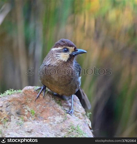 White-browed Laughingthrush (Pterorhinus sannio), uncommon species of Laughingthrush bird, standing on the log, face profile, taken in Thailand