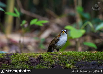 White-browed Scimitar-babbler (Po matorhinus schisticeps) bird in nature