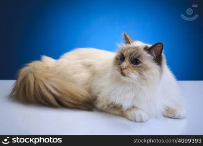 White brown cat on a white table