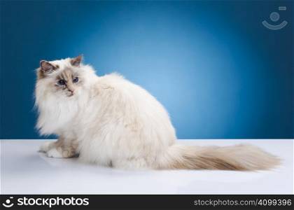 White brown cat on a white table