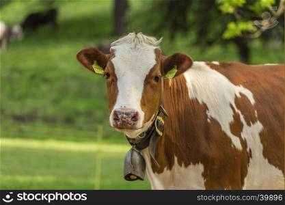 White-brown young cow with a bell on its neck, standing in an orchard from Switzerland and looking straight into the camera.