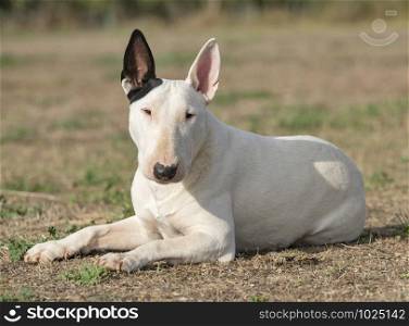 white bull terrier resting in the nature