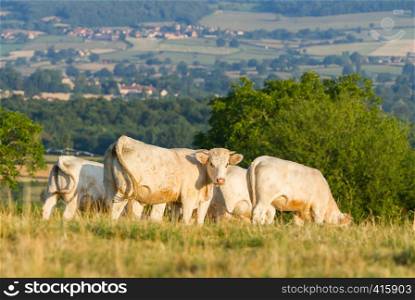 White bulls graze in the region of Burgundy, France