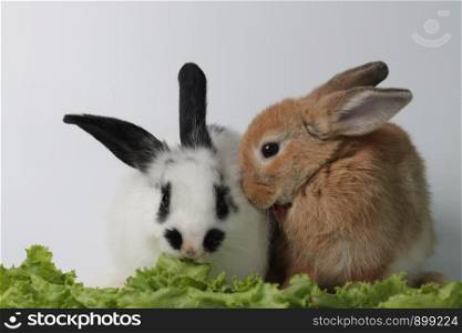 White Bunny Rabbit and Brown Bunny Rabbit on Grey Background