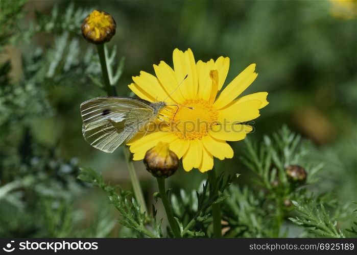 White butterfly on yellow flower. Springtime nature macro.