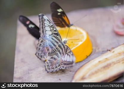 white butterfly perched on an orange