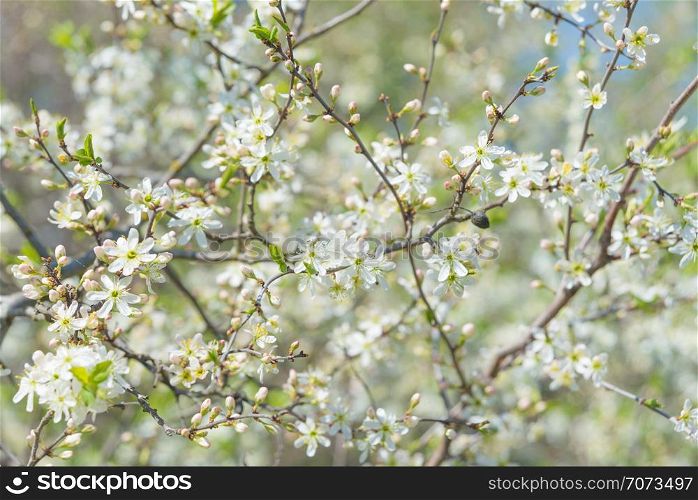White Butterfly sitting on a branch of blossoming uncultivated blackthorn tree covered with white floweres in the spring garden