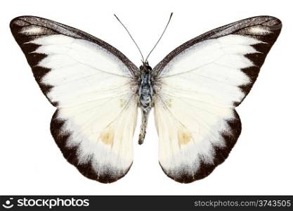 White butterfly species Appias lyncida. White butterfly species Appias lyncida isolated on white background