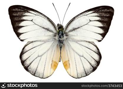 White butterfly species Delias baracasa. White butterfly species Delias baracasa isolated on white background