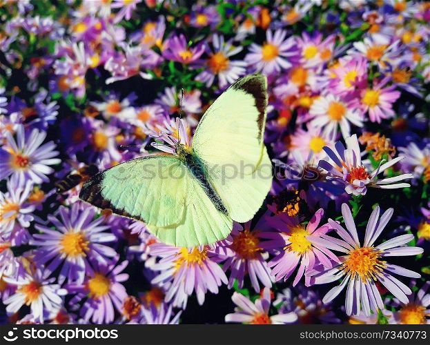 White cabbage butterfly (Pieris rapae) sits on purple aster meadow with opened wings 