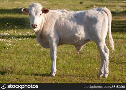 White calf in the field looking at the camera