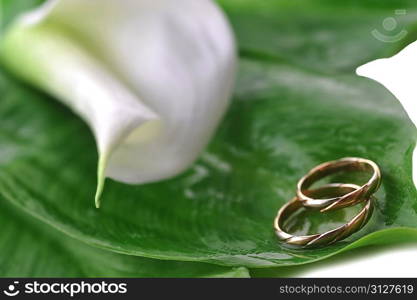 white calla lily and wedding rings on green leaves close up
