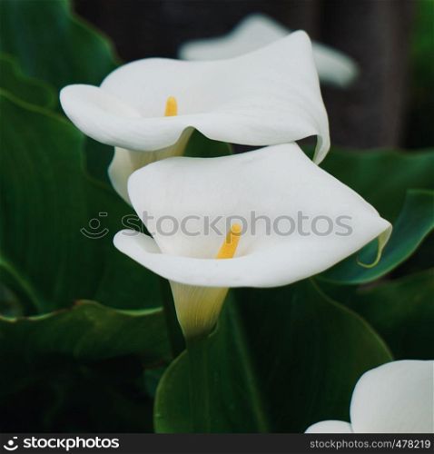 white calla lily flower plant in the garden in springtime , calla in the nature