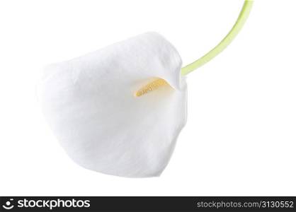 white calla lily isolated close up
