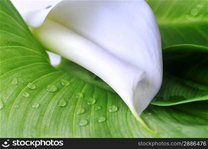 white calla lily on green leaves close up