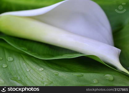 white calla lily on green leaves close up