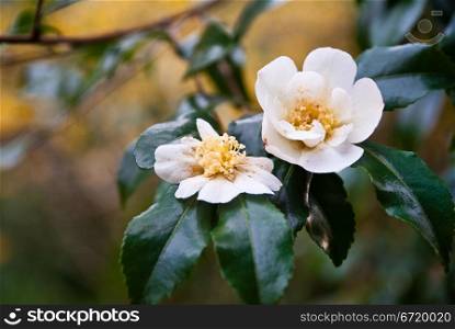 White camellia flower and leaves