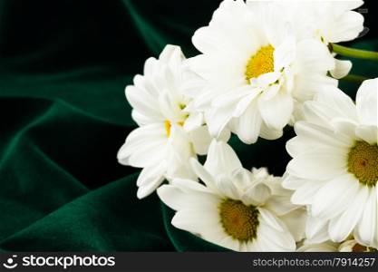 white camomile on green background