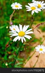 White camomiles Leucanthemum vulgare on a background of green grass and sand. Chamomiles on background of grass and sand