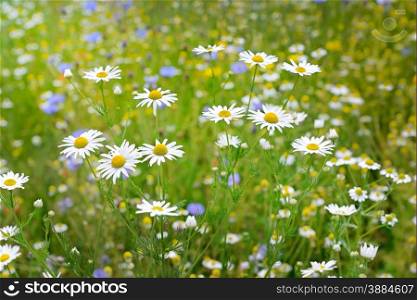 White camomiles on a background of green grass