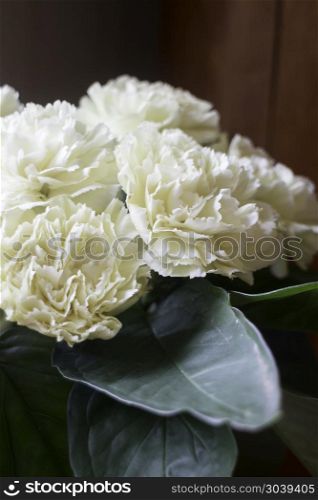 White carnation flowers in the vase. White carnation flowers in the vase, stock photo