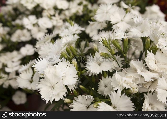 White carnation flowers on a small flower market. White carnation flowers on a small flower market.