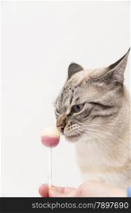 white cat eating a candy