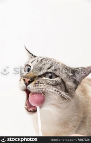 white cat eating a candy