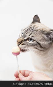 white cat eating a candy