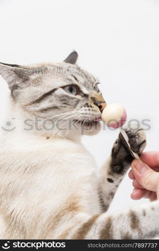 white cat eating a candy