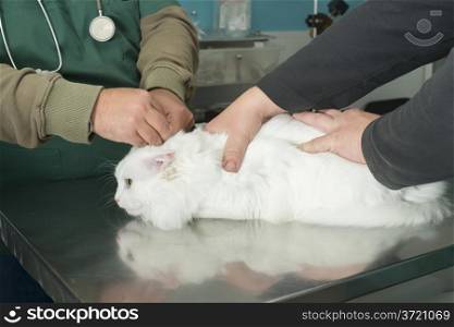 White Cat in a veterinary