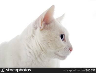 white cat in front of white background