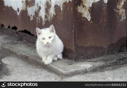 White Cat in Urban Setting