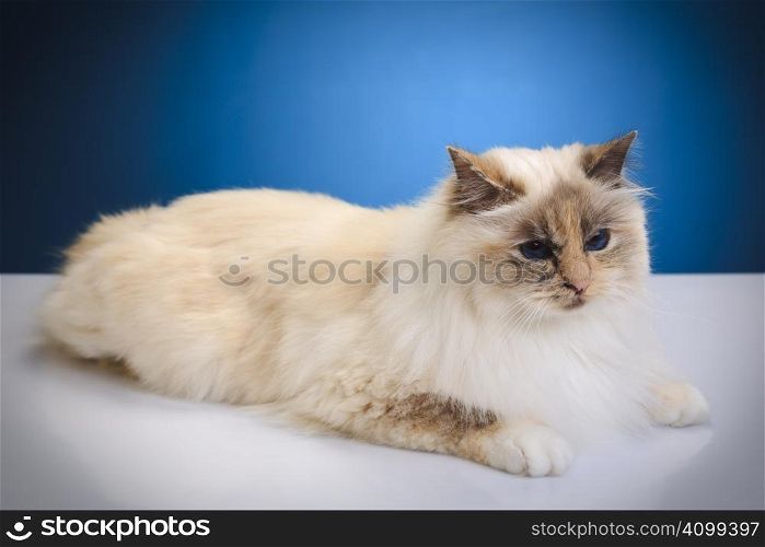 White cat on a white reflective table over blue