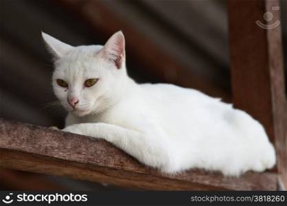 White cat portrait