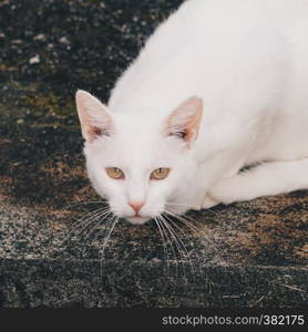 white cat portrait