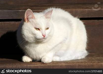 White cat sitting on the wooden stairs in the village
