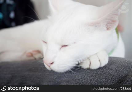 White cat sleeping in cat cafe, stock photo