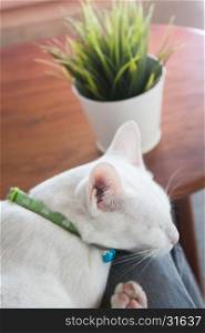White cat sleeping in cat cafe, stock photo