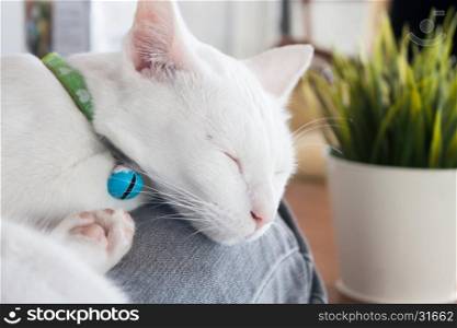 White cat sleeping in cat cafe, stock photo